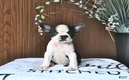 Boston Terrier dogs for sale: Harper - Image 2