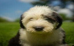 Old English Sheepdog dogs for sale: Floofy - Image 20