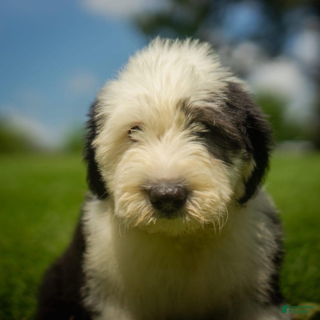 Old English Sheepdog dogs for sale: Floofy - Image 20