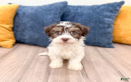 Havanese dogs for sale: Cody - Image 1