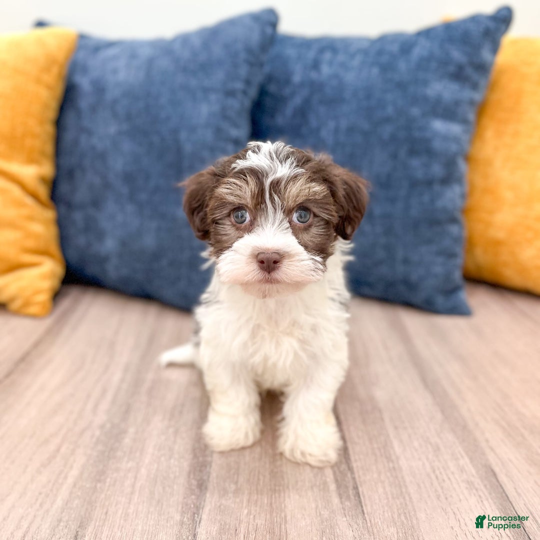 Havanese dogs for sale: Cody - Image 1