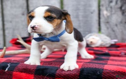 Beagle dogs for sale: Kobe - Image 6