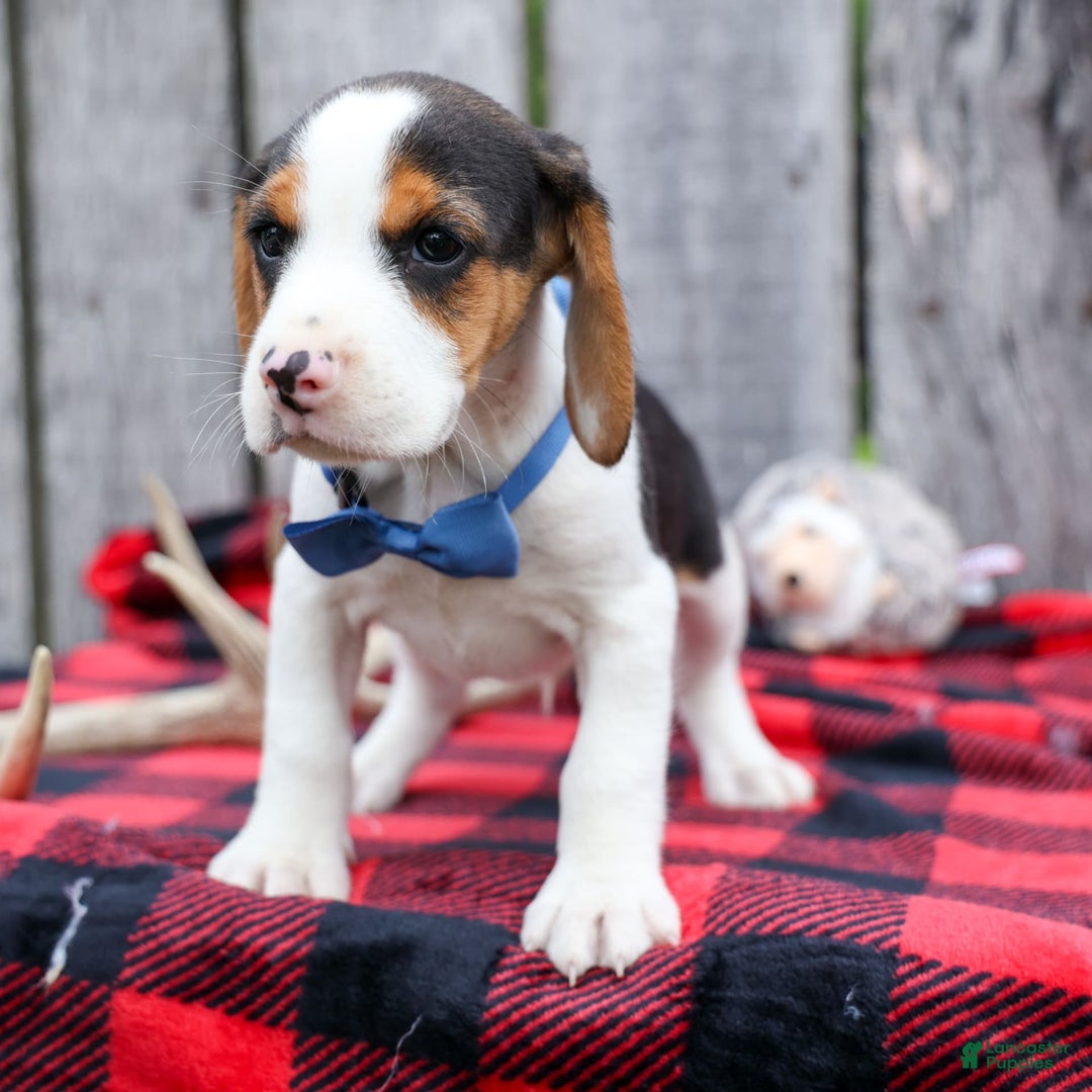 Beagle dogs for sale: Kobe - Image 6