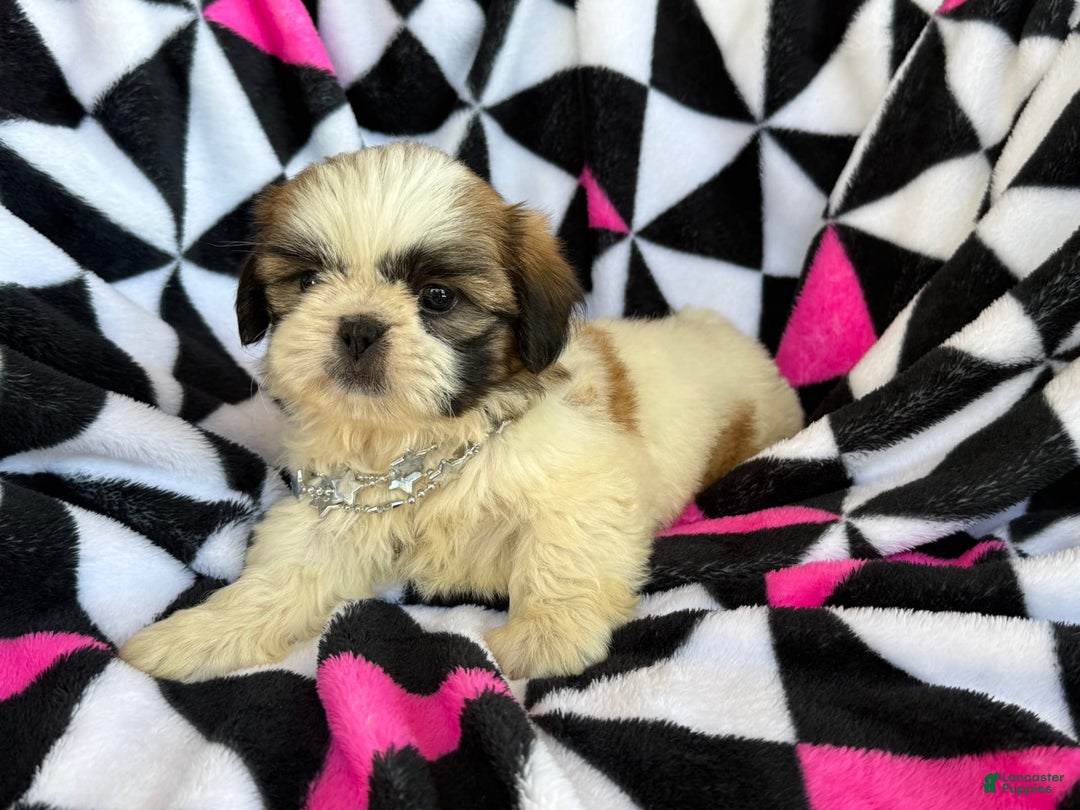 Shih Tzu dogs for sale: Muffin - Image 3
