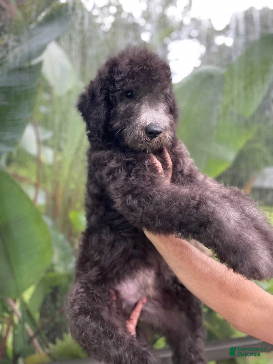 Goldendoodle dogs for sale: Milo - Image 4