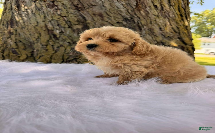 Maltipoo dogs - Advert 4