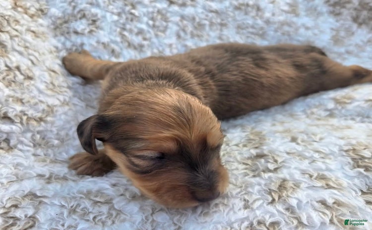 Miniature Dachshund dogs for sale - Ad 1