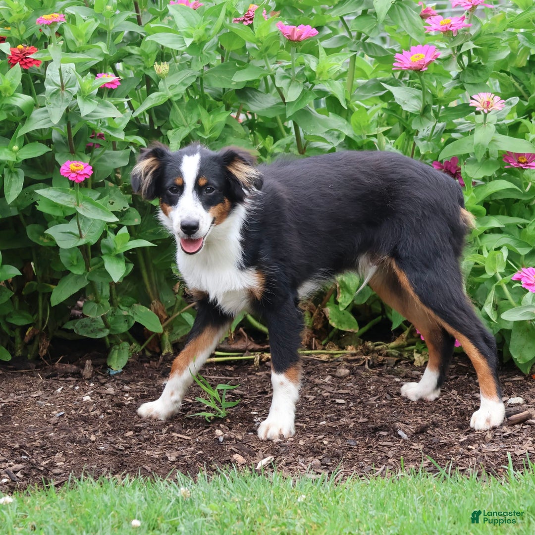 Miniature Australian Shepherd dogs for sale: Eisenhower - Image 6
