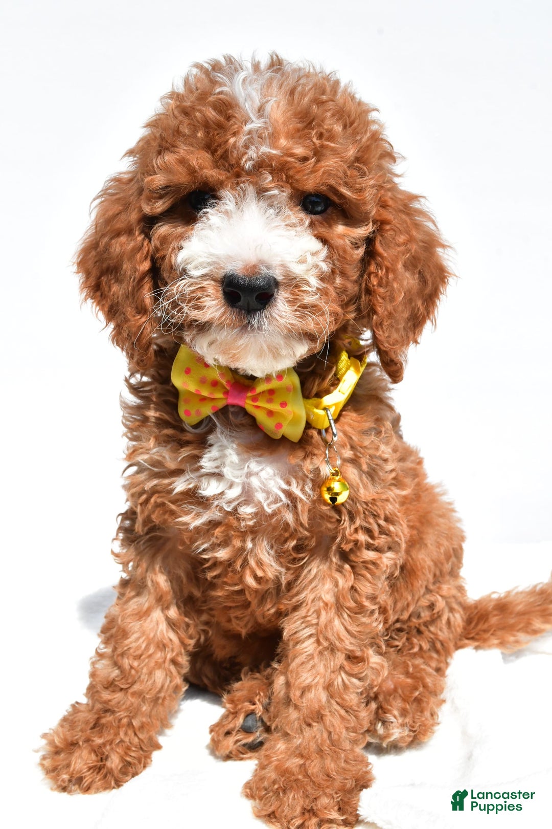  dogs for sale: Mini Goldendoodle 7 puppies - Image 2