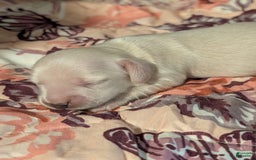 Miniature Dachshund dogs for sale: Berry Moon - Image 5