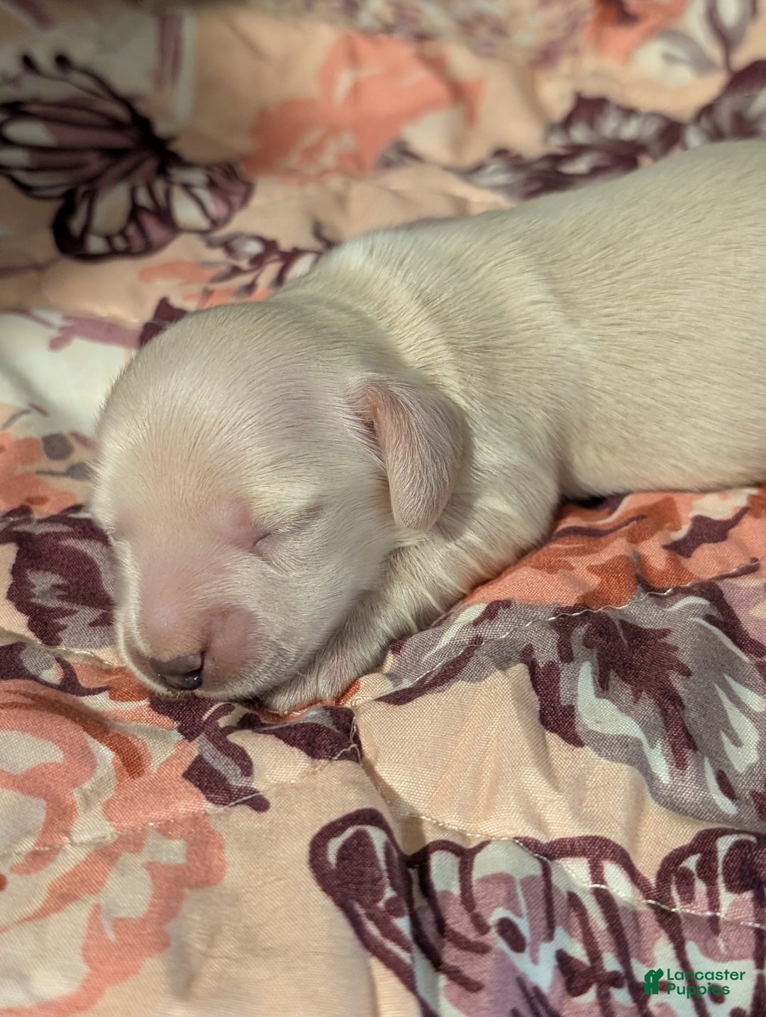 Miniature Dachshund dogs for sale: Berry Moon - Image 5