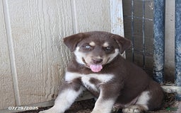 Siberian Husky dogs for sale: Elmer - Image 1