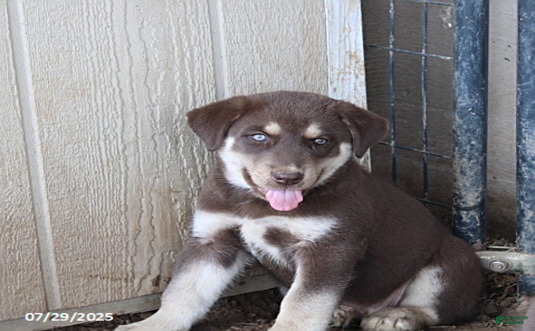 Siberian Husky dogs for sale - Ad 1