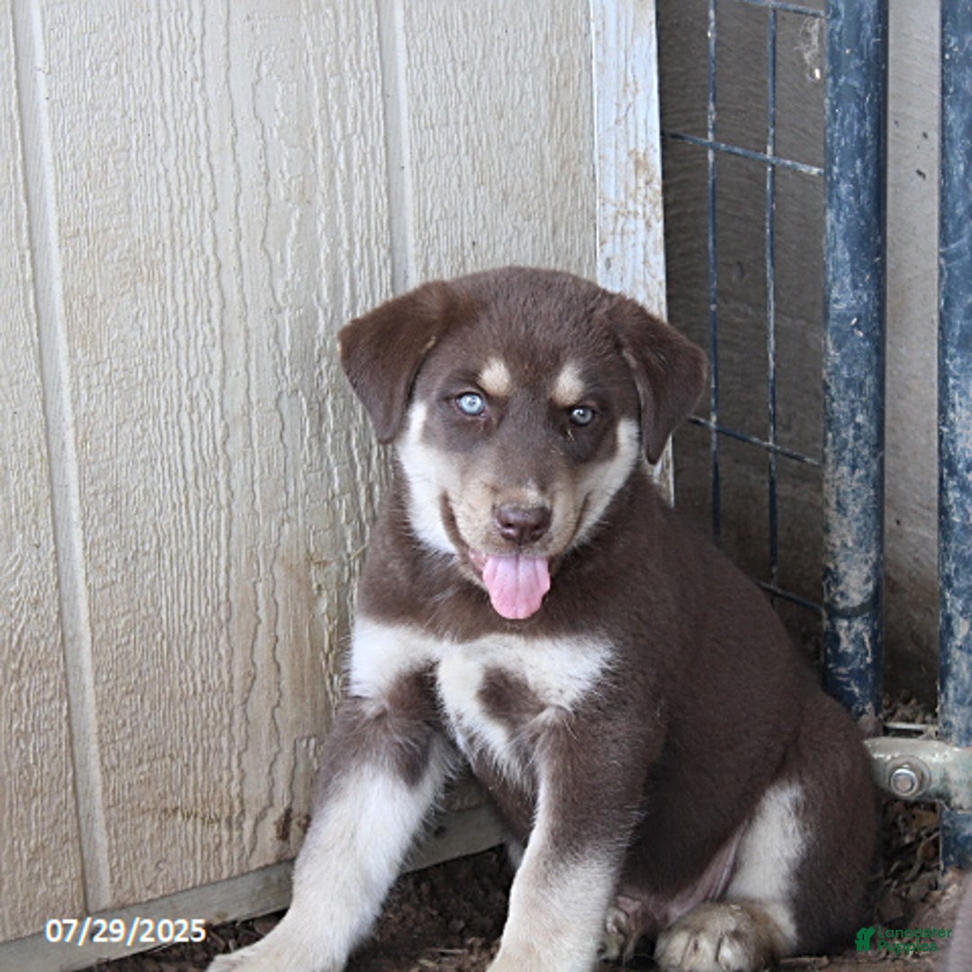 Siberian Husky dogs for sale: Elmer - Image 1