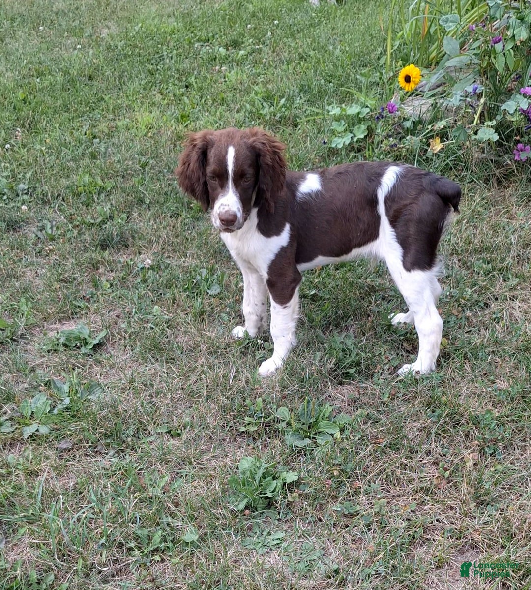 English Springer Spaniel dogs for sale: Scampy - Image 1