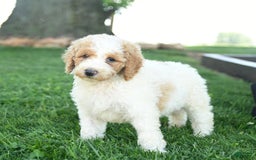 Standard Poodle dogs for sale: Clementine - Image 3
