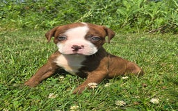 American Bulldog dogs for sale: Miss Honey - Image 16