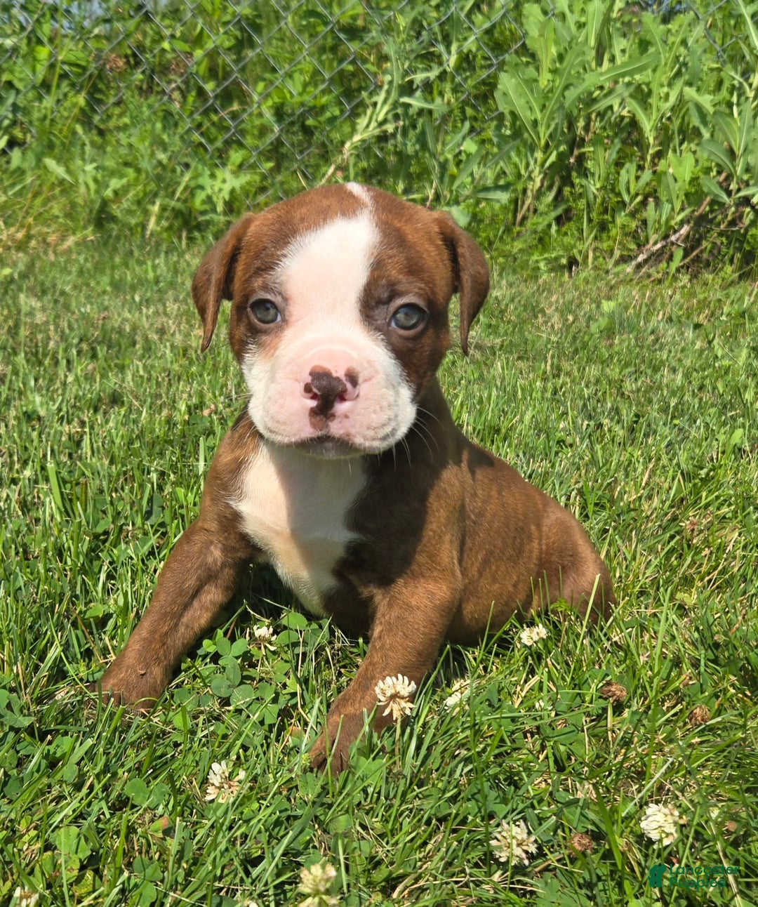 American Bulldog dogs for sale: Miss Honey - Image 16