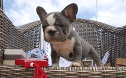French Bulldog dogs for sale: Nate - Image 6