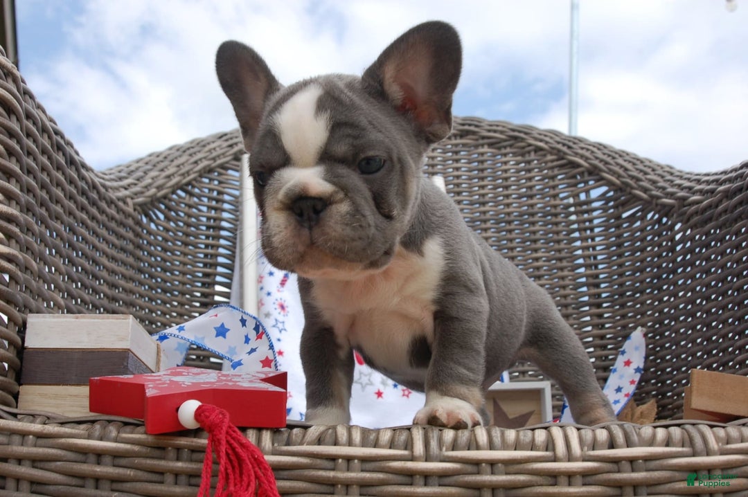 French Bulldog dogs for sale: Nate - Image 6