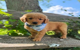 Golden Retriever dogs for sale: Spruce - Image 5