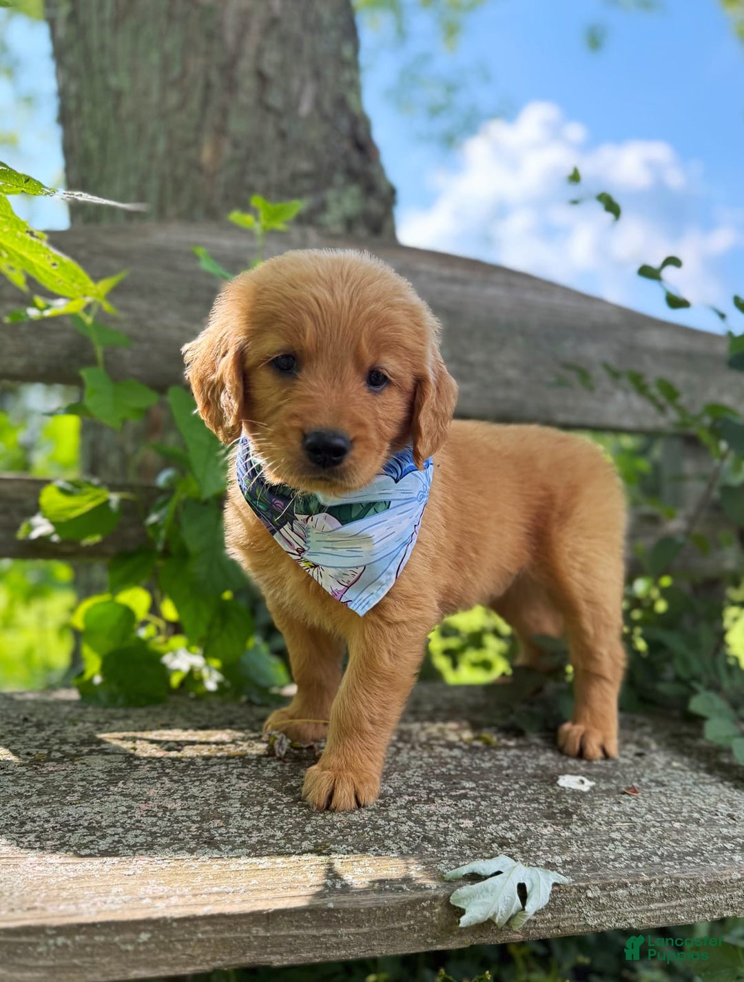 Golden Retriever dogs for sale: Spruce - Image 5