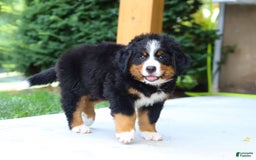 Bernese Mountain Dog dogs for sale: Champ - Image 9