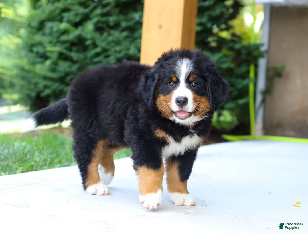 Bernese Mountain Dog dogs for sale: Champ - Image 9