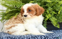 Cavapoo dogs for sale: Pluto - Image 1