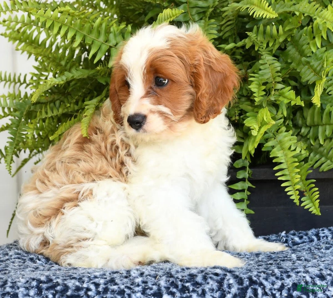 Cavapoo dogs for sale: Pluto - Image 1