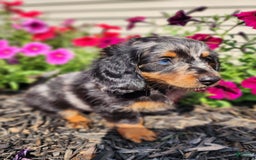 Miniature Dachshund dogs for sale: Oliver - Image 2