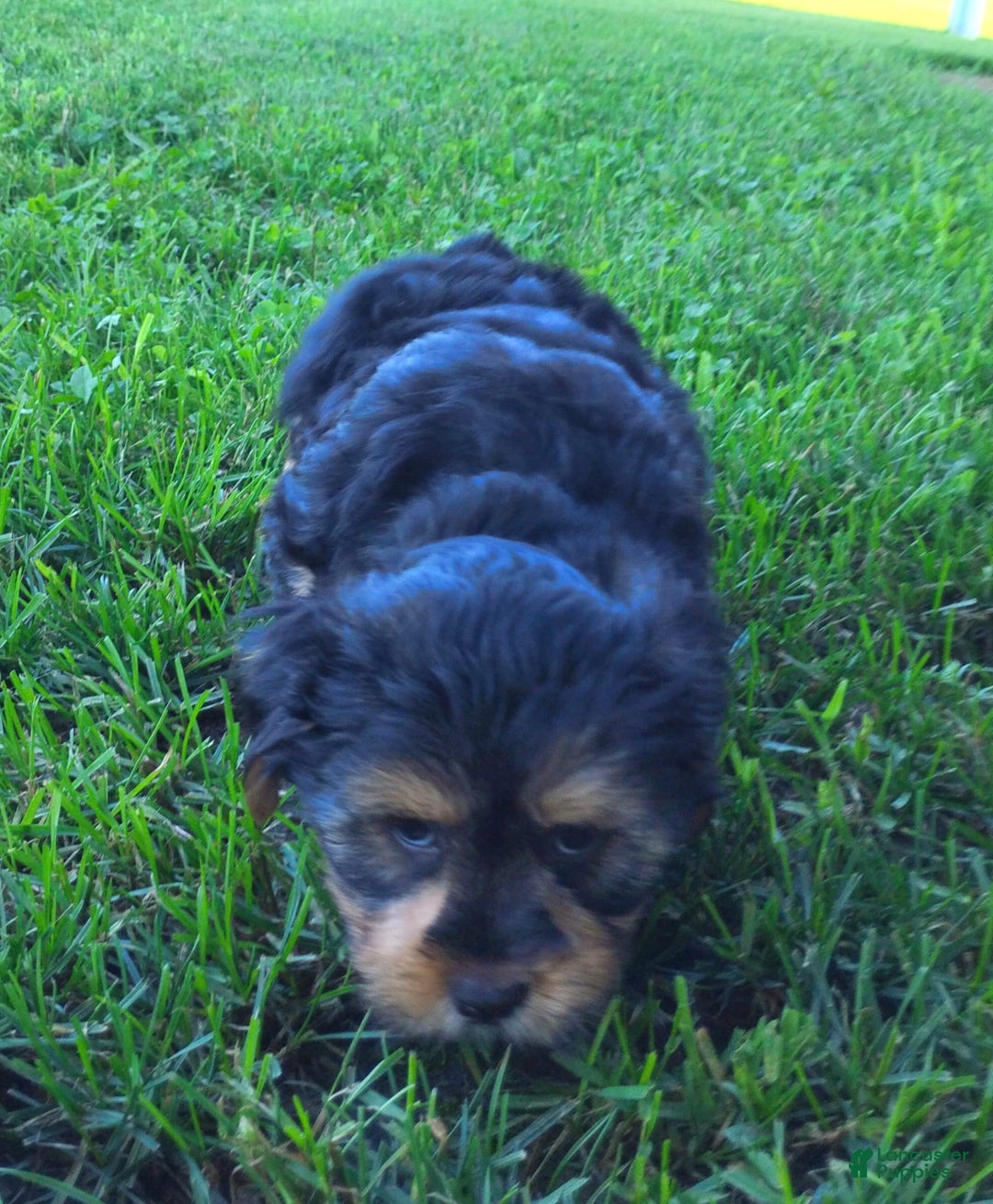 Shorkie dogs for sale: Grady - Image 1
