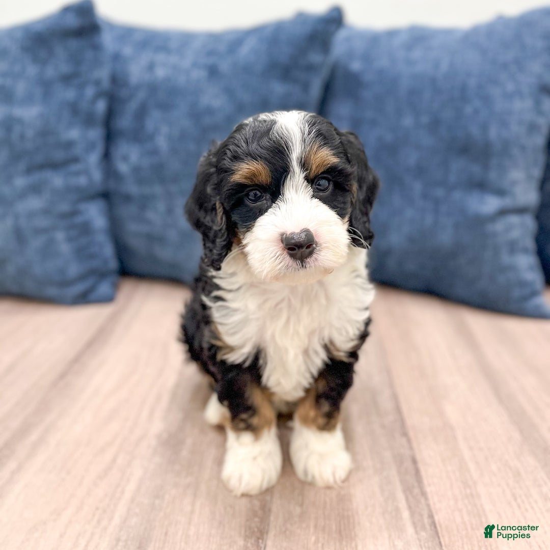 Mini Bernedoodle dogs for sale: Dusty - Image 2