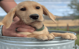 Labrador Retriever dogs for sale: Clyde - Image 5