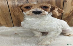 Cavapoo dogs for sale: Bertha Boy 4 - Image 6