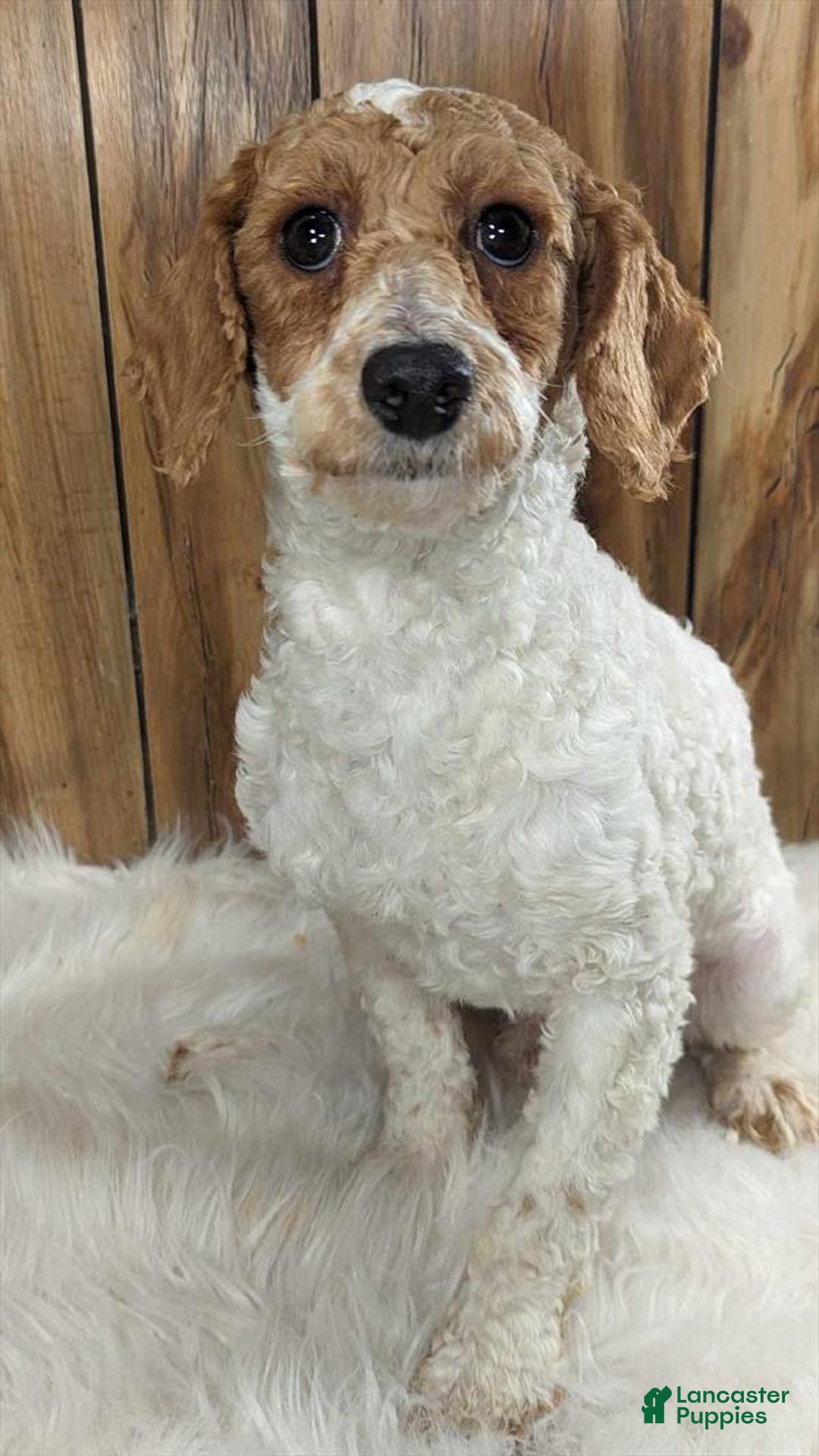 Cavapoo dogs for sale: Bertha Boy 4 - Image 6