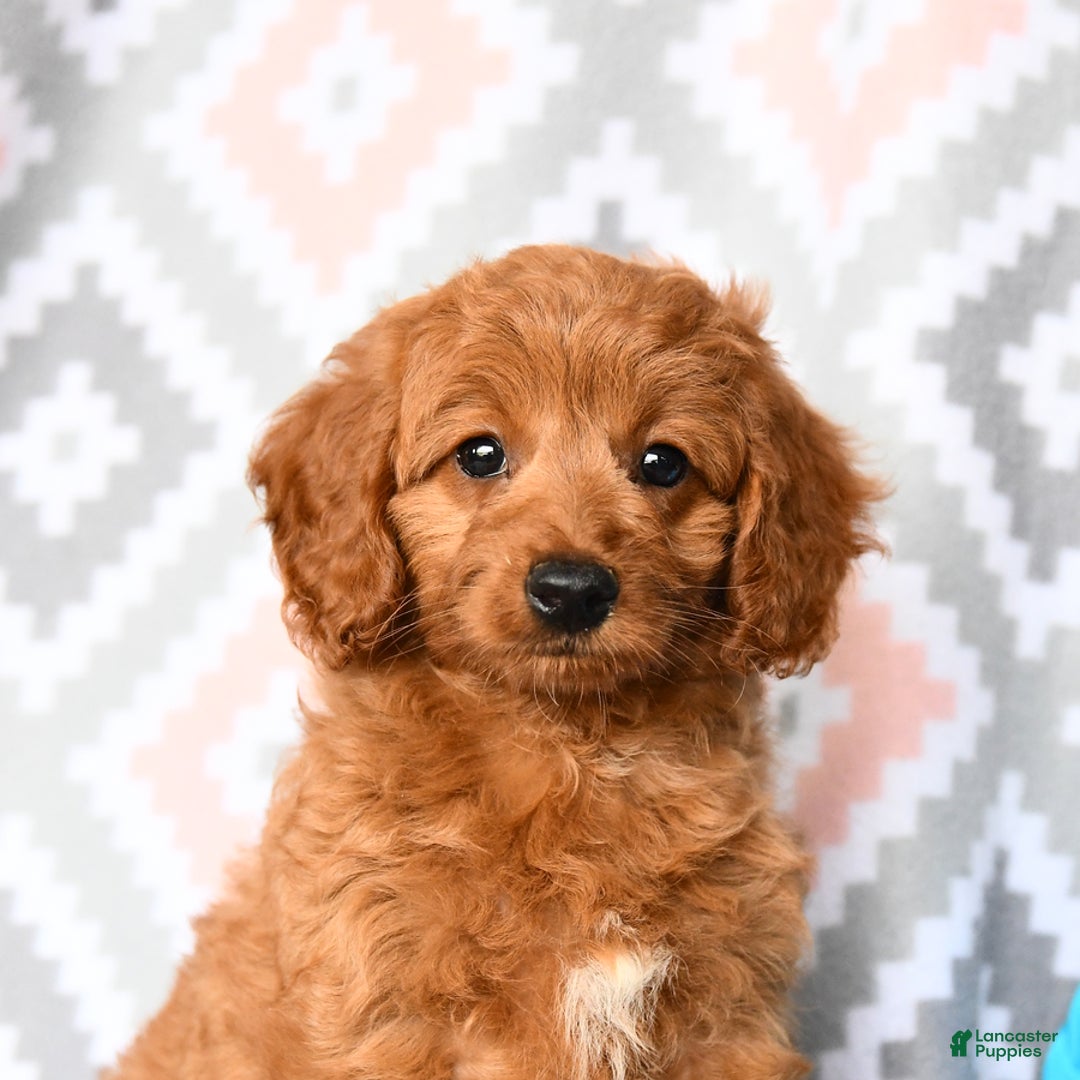 Cockapoo dogs for sale: Judy - Image 4