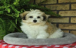 Havapoo dogs for sale: Toby - Image 14