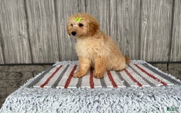 Mini Goldendoodle dogs for sale: Angie - Image 7