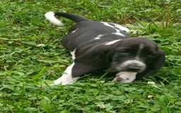Basset Hound dogs for sale: Shiloh - Image 1