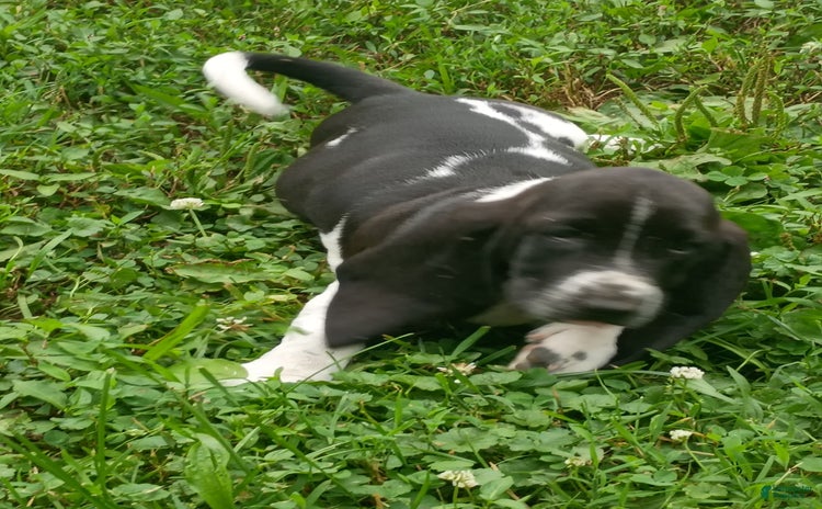 Basset Hound dogs for sale - Ad 3