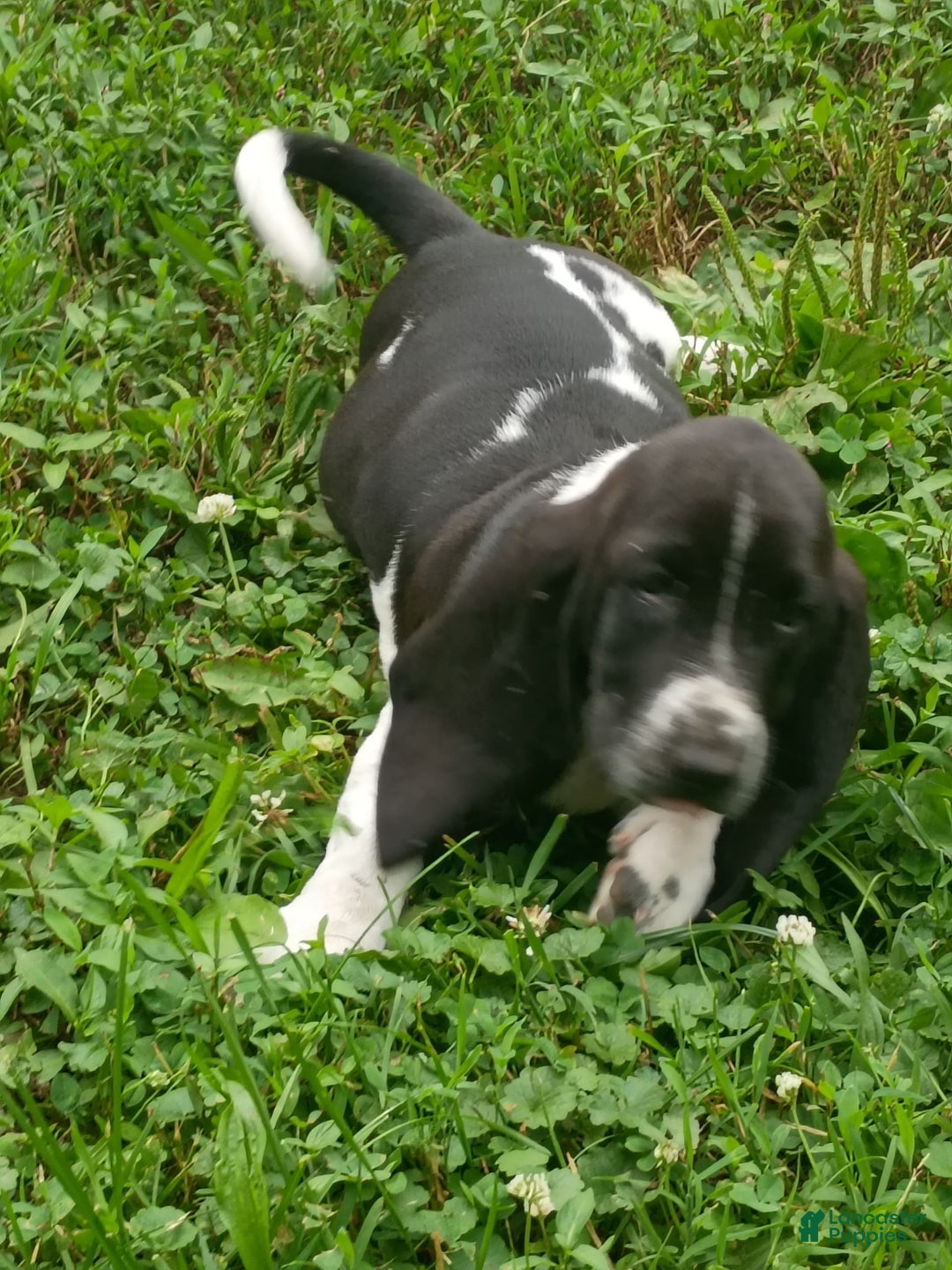 Basset Hound dogs for sale: Shiloh - Image 1