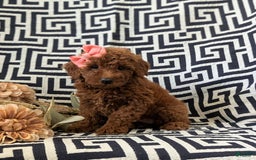 Mini Goldendoodle dogs for sale: Juliet Genetic Testing - Image 5