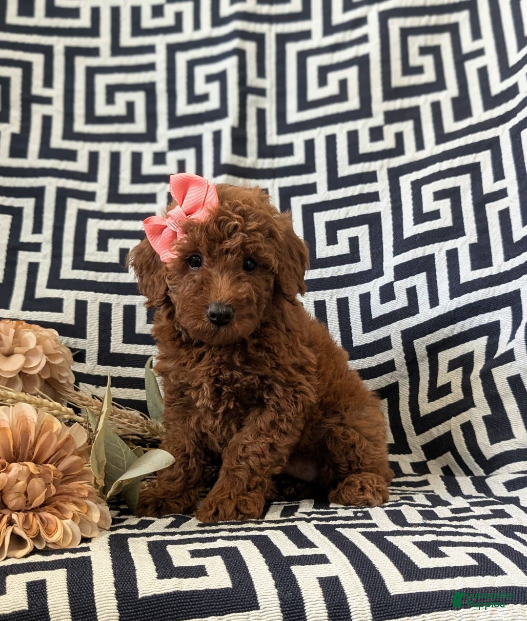 Mini Goldendoodle dogs for sale: Juliet Genetic Testing - Image 5