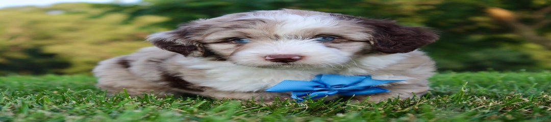 Baxter