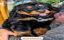 Bernedoodle dogs for sale: Bandit - Image 6