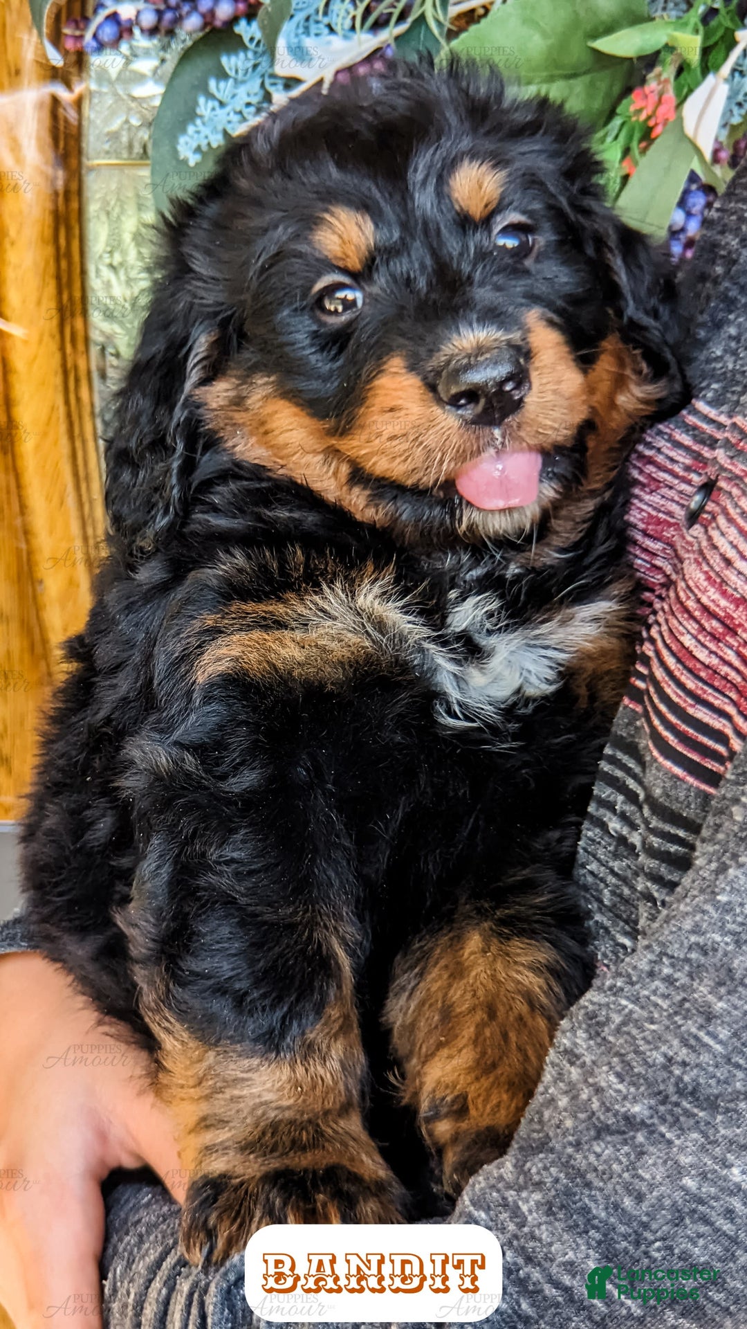 Bernedoodle dogs for sale: Bandit - Image 6