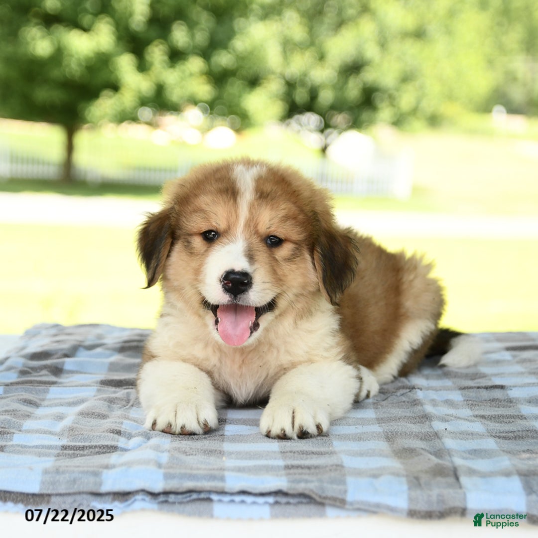 Great Pyrenees dogs for sale: Lightning - Image 2