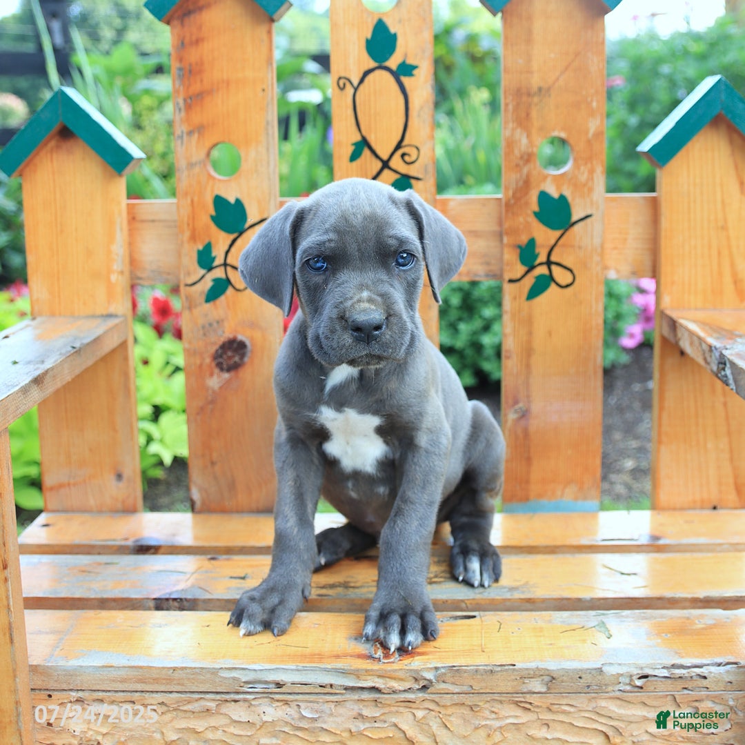 Cane Corso dogs for sale: Knox - Image 5