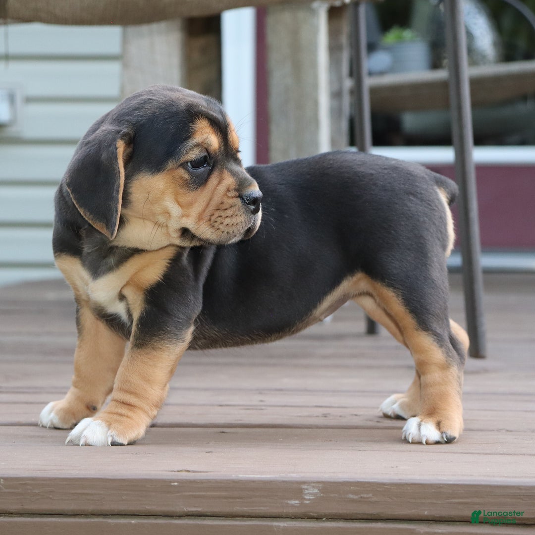 Beabull dogs for sale: Hope - Image 9